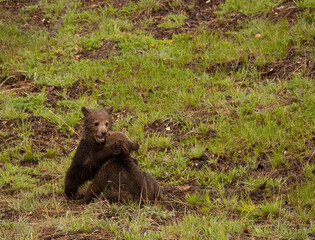 Obraz premium Grizzly Bear Cubs Playing In Forest