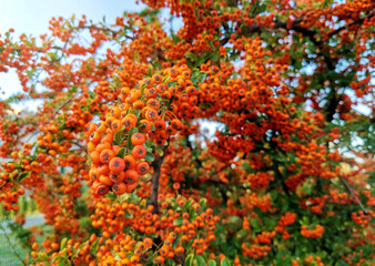 Red berries on a bush. Pyracantha. 