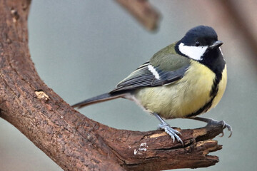 Great Tit