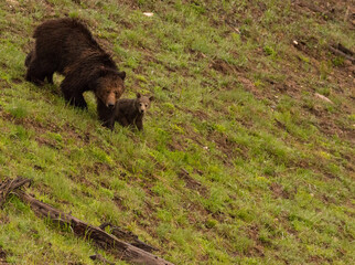 Grizzly Bears Mother and Two Cubs