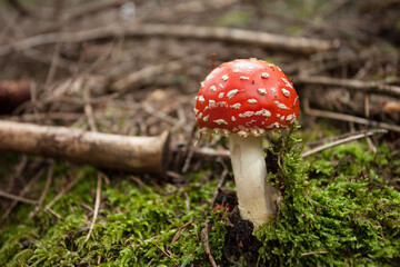 Young Amanita Muscaria grown up inside a forest in Dolomites (Italy)