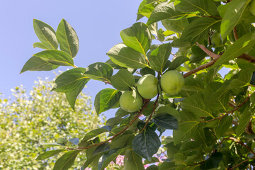 The branches of persimmon trees with fruits grow in the mountains