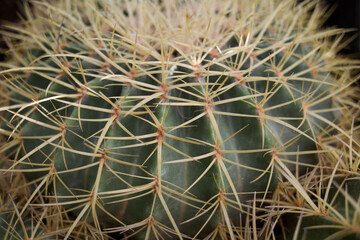 Naklejka na ściany i meble round cactus with yellow spines close-up. Soft focus, natural background