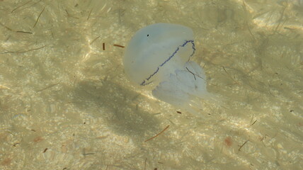 Close-up of beautiful white jellyfish with blue edging