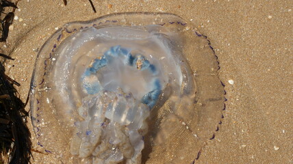Obraz premium Close-up of beautiful white jellyfish with blue edging