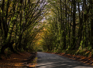 Fototapeta premium A Devon country road in autumn after rain. England, UK.