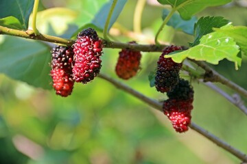 Ripe mulberry in red and purple color on its green tree