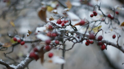 First snow on yellow leaves and tree branches