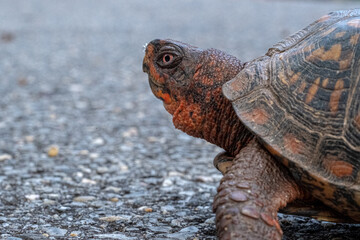 turtle on the ground