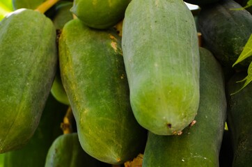 There are many papayas on the tree.