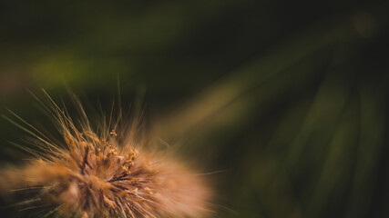 grass and flowers