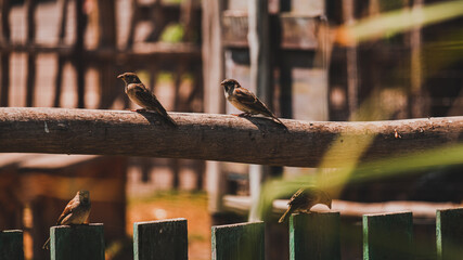 sparrow on a fence