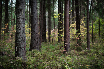 Obraz premium Forest with coniferous trees as spruces and pines in autumn