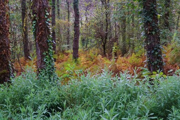 Autumn colors in Ataturk Kent Forest in Istanbul, Turkey.