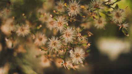 close up of flowers