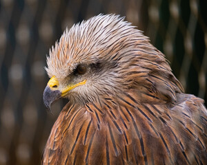 golden eagle portrait