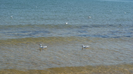 A seagull walking in shallow water near the sea shore