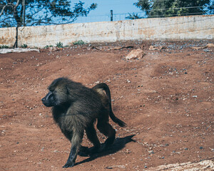 baboon alpha walking around