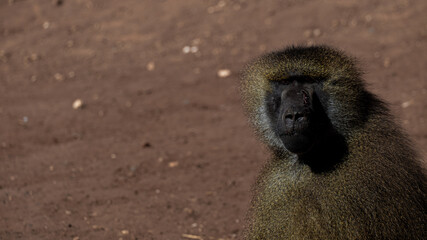 baboon sitting on the ground