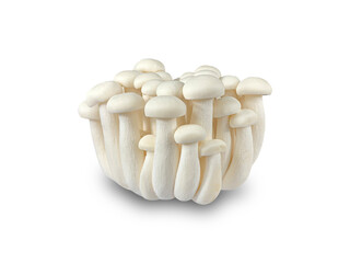 cluster white beech mushrooms or Shimeji mushroom isolated on white background with clipping path.
