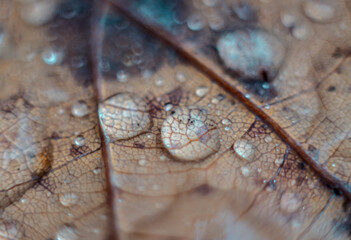 Dew drops on an autumn fallen leaf, shot in close-up with bokeh. Abstract macro backdrop.