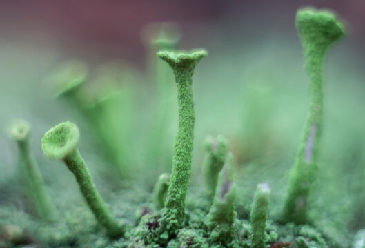 Green-eared moss of cladonia fimbriata, seen from very close on the forest floor macro selective focus photo