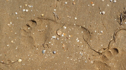 Seashells on sand. Sea summer vacation background with space