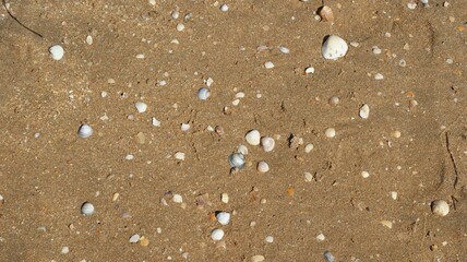 Fototapeta na wymiar Seashells on sand. Sea summer vacation background with space
