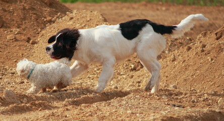 Little Landseer dog is very playful