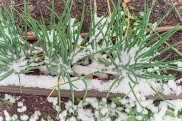 Vigorous green onions bushes with snow covered at backyard garden in Texas, USA