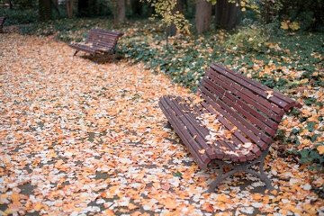 Bancos de madera en un camino cubierto de hojas caídas por el otoño en un parque