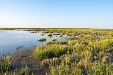 View over the landscape in Langwarder Groden / Germany at the North Sea in the warm evening light