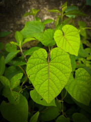green leaves in the forest