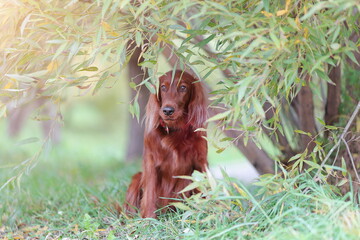Portrait of sitting red irish setter breed dog at nature hiding under bush leaves