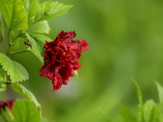 The nature of the red hibiscus flower