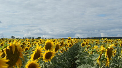 Fototapeta premium Sunflowers garden. Sunflowers have abundant health benefits.