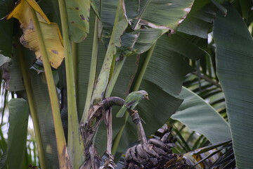 Birds on the banana tree

