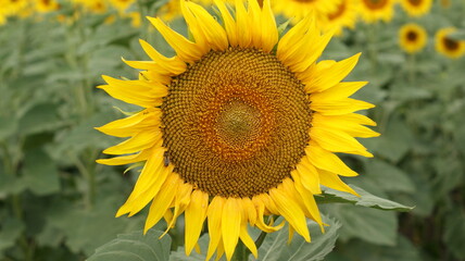 Sunflowers garden. Sunflowers have abundant health benefits.