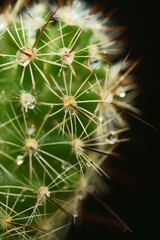 close up of cactus