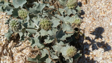 Milk Thistle plant with flowers. Common names include Blessed Thistle.