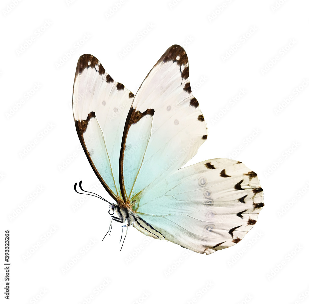 Poster butterfly is white with a black pattern and light blue tint isolated on a white background. morpho p