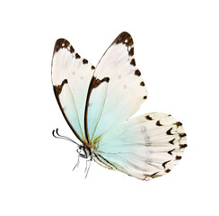 Butterfly is white with a black pattern and light blue tint isolated on a white background. Morpho...