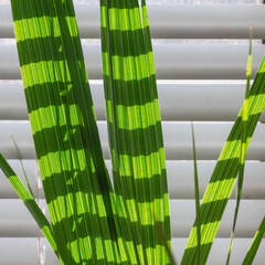 Striped background of green striped palm leaves on white blinds in stripes.