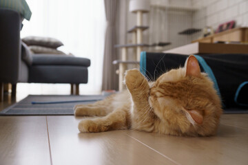 フローリングでけづくろいする猫（マンチカン）