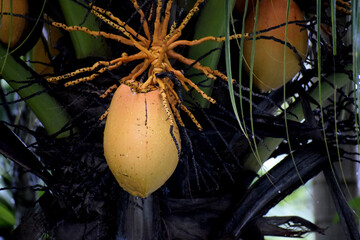 Yellow coconut fruit