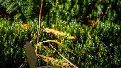 Fototapeta premium Austrian forest in Autumn