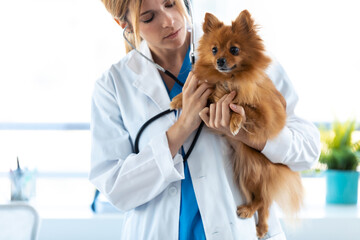 Beautiful young veterinarian woman using stethoscope to listening to the heartbeat of cute lovely...