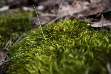 Green grass on the forest meadow in the morning sunlight. Macro image. Beautiful summer nature background