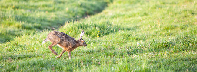 hare moves in green grassy meadow in the netherlands