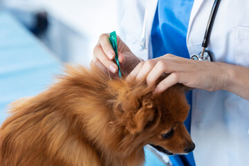 Beautiful young veterinarian woman examining cute lovely pomeranian dog while putting a flea...